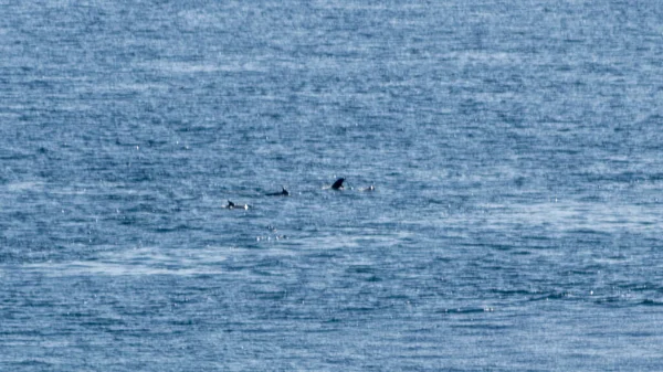 Yüzbaşı Frehel Kuzey Fransa 'da.