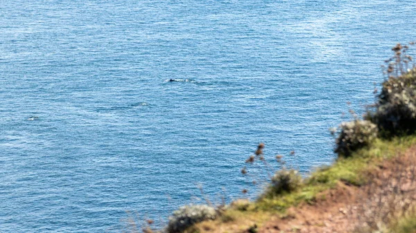 Yüzbaşı Frehel Kuzey Fransa 'da.