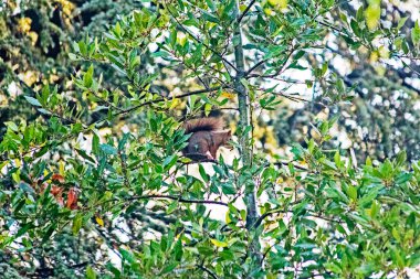 Sincap ve kuşlar Fransız doğasında