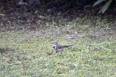 Atlantik Okyanusu kıyıları Fransa 'nın batısında