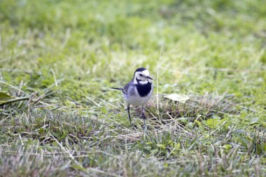 Atlantik Okyanusu kıyıları Fransa 'nın batısında