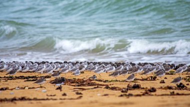 Atlantik Okyanusu kıyıları Fransa 'nın batısında