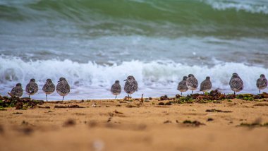 Atlantik Okyanusu kıyıları Fransa 'nın batısında