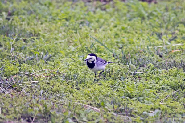 Atlantik Okyanusu kıyıları Fransa 'nın batısında