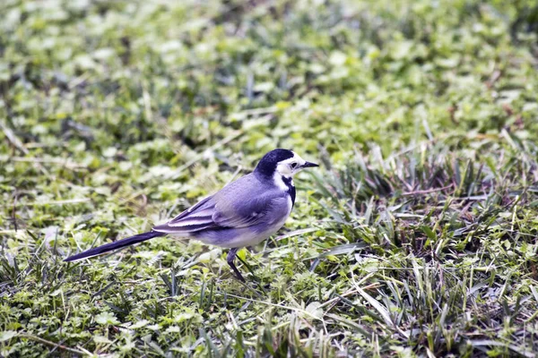 Atlantik Okyanusu kıyıları Fransa 'nın batısında