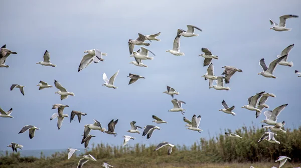 Atlantik Okyanusu kıyıları Fransa 'nın batısında
