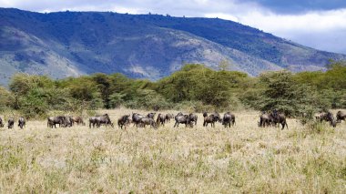 Tanzanya 'daki ngorongoro vahşi hayvanları