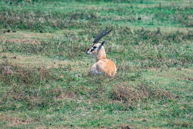 Afrika tanzanya ngorongoro vahşi hayvanları