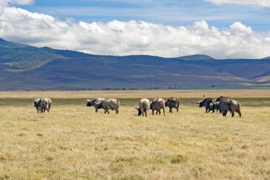 Afrika tanzanya ngorongoro vahşi hayvanları