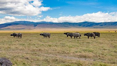 Afrika tanzanya ngorongoro vahşi hayvanları