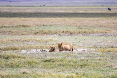 Afrika tanzanya ngorongoro vahşi hayvanları