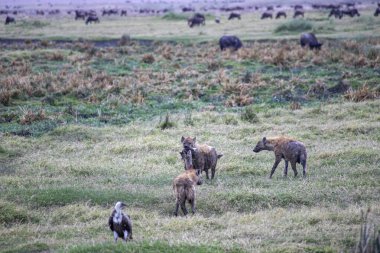 Tanzanya 'daki Afrika vahşi hayvanları