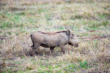 Tanzanya 'daki Afrika vahşi hayvanları