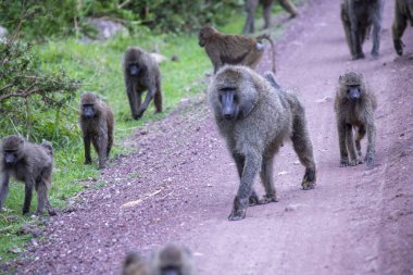 Tanzanya 'daki Afrika vahşi hayvanları