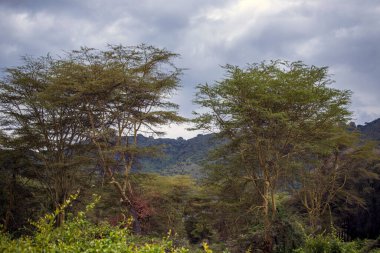 Tanzanya 'daki Afrika vahşi hayvanları