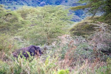 Tanzanya 'daki Afrika vahşi hayvanları