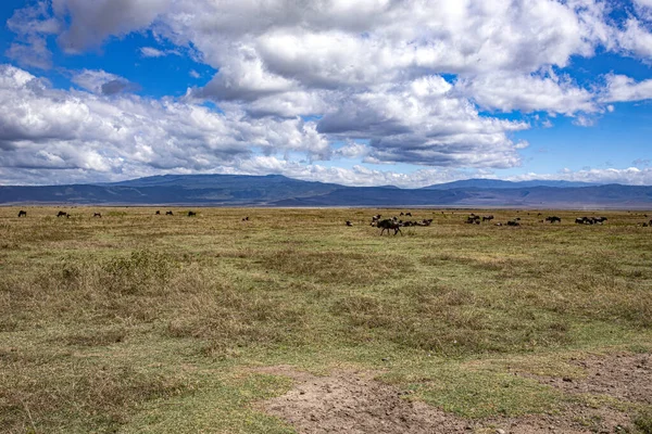 Afrika tanzanya ngorongoro vahşi hayvanları