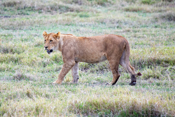 African tanzania ngorongoro wild animals