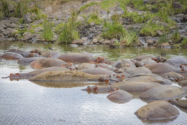 Afrika tanzanya ngorongoro vahşi hayvanları