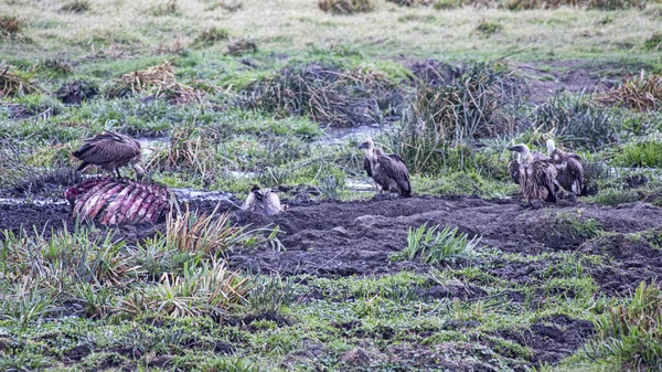 Tanzanya 'daki Afrika vahşi hayvanları