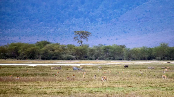 Tanzanya 'daki Afrika vahşi hayvanları