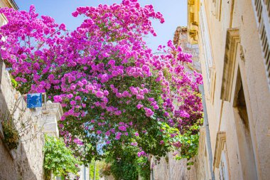 Dubrovnik Adriyatik Akdeniz 