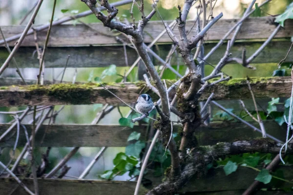 Doğadaki kuşlar Fransız ülkesinde