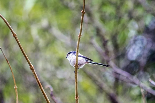 Doğadaki kuşlar Fransız ülkesinde