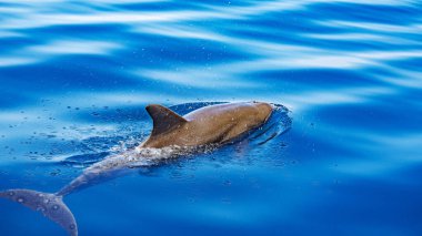 Hint Okyanusu 'ndaki Afrika yunusları