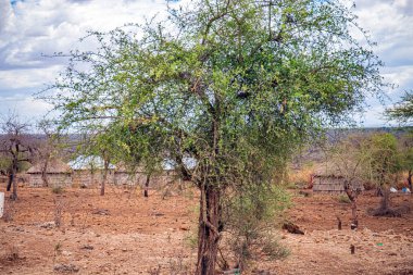 Afrika manzarası ve Hint Okyanusu 'ndaki doğa