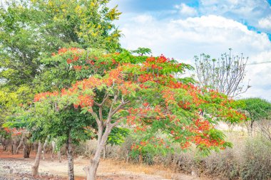 Afrika manzarası ve Hint Okyanusu 'ndaki doğa