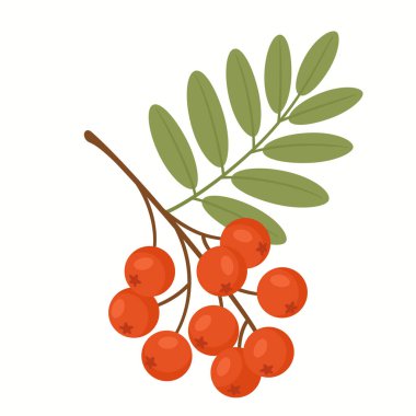 Parlak kırmızı böğürtlen ve yeşil yapraklı bir rowan dalının düz vektör çizimi. Sonbahar tasarımları, tebrik kartları, kumaş baskıları, ambalaj ve doğal temalı projeler için ideal.
