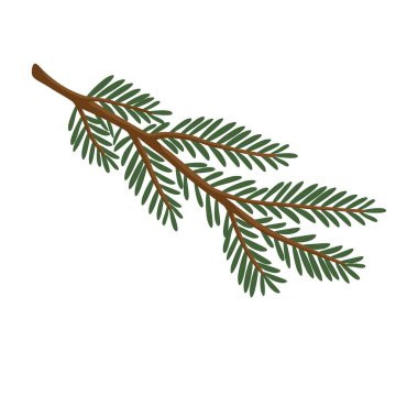 Çoklu segmentleri, detaylı iğneleri ve doğal kahverengi sapı olan bir ladin dalı. Tatil tasarımları, kış dekorasyonu, botanik çizimler, ambalajlar ve şenlikli kompozisyonlar için mükemmel..