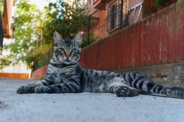 İstanbul yerleşim bölgesinde asfaltta yatan çizgili gri tekir sokak kedisi. Sokak kedisi kameraya bakıyor. Arka planda Türk apartmanları ve yaprakları var. İstanbul sokak hayatı.