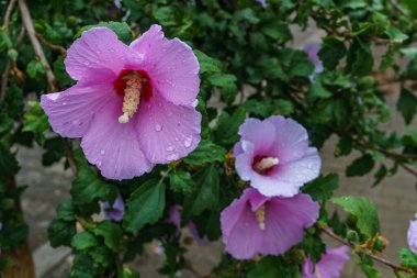 Çarpıcı Suriye amfibiğinin makro fotoğrafçılığı, belirgin koyu kırmızı merkezi ve sarı puantiyeli yumuşak pembe taç yapraklarıyla çiçek açıyor. Kristal berrak yağmur damlaları çiçek yüzeyinde doğal mücevher benzeri süslemeler oluşturarak karmaşık metni vurgular.