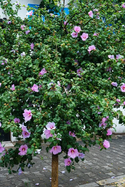 Şehir caddesinde pembe çiçekli Suriye amblemi