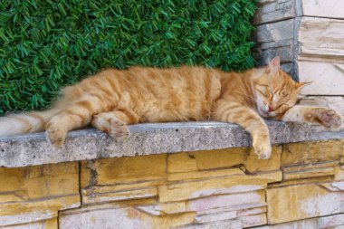 İstanbul 'da eski taş duvarda dinlenen sevimli turuncu tekir kedi, sakin sokak kedilerini yakalıyor.