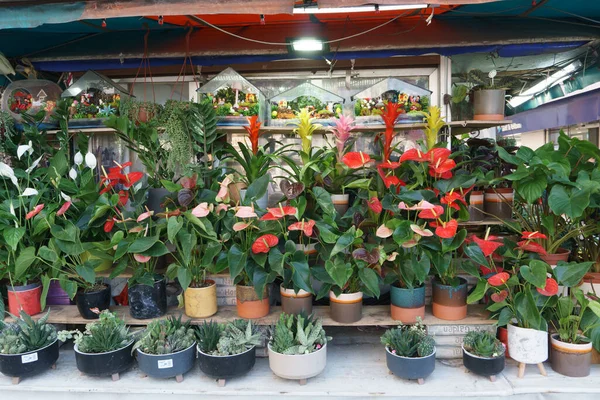 Çeşitli ev bitkilerine sahip canlı çiçekçi tezgahı: kırmızı anthuriumlar, renkli bromeliadlar, sulular ve çeşitli saksılarda dekoratif bitkiler. Bitki perakende içeriği için mükemmel.