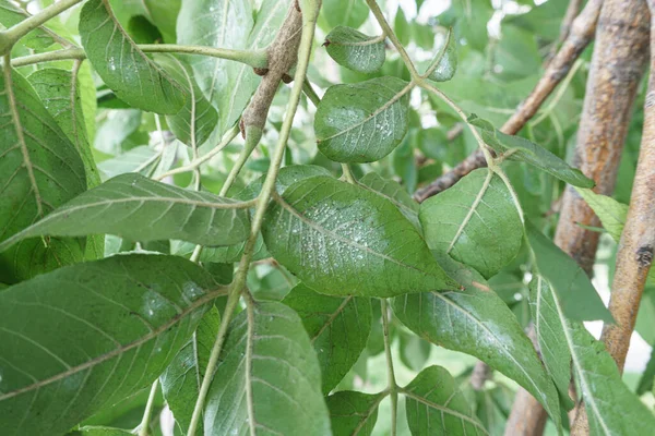 Marmara Denizi kıyısında bitki hastalığı ve haşere hasarı gösteren yaprak bitlerinin yoğun istilasına uğramış ağaç yapraklarının yakın çekimi. Zararlı böceklerle kaplı yeşil yapraklar tarımsal ve bahçıvanlık sorunları gösteriyor. Haşere kontrolü için mükemmel, Pla