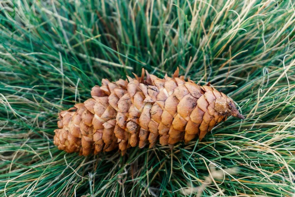Canlı, yemyeşil bir çimenlikte dinlenen kahverengi ladin konisinin detaylı bir makro görüntüsü. Bu yüksek kontrastlı doğal sahne orman zemininde mevsimlerin sessiz geçişini yakalar.