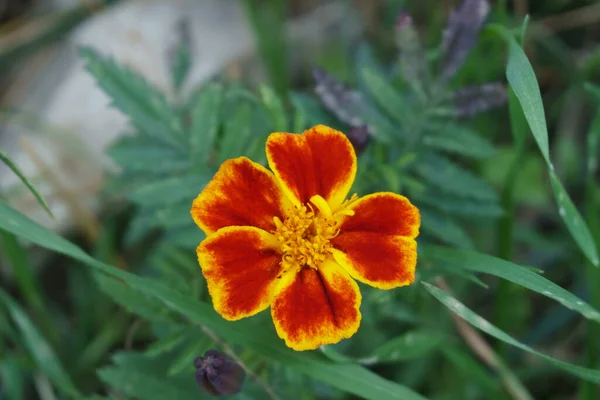 Yumuşak yeşil arka planda (bokeh) Marigold (Tagetes) çiçeği. Yaz neşesi, mutluluk ve doğal enerji. Bahçe işleri ve sağlıklı yaşam tarzıyla ilgili konular için uygun
