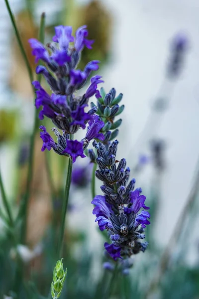 Yumuşak bokeh arkaplanlı canlı mor lavanta. Görüntü, aromaterapi, sağlıklı uyku, organik kozmetik ve sağlıkla ilgili konular için mükemmel bir sakinlik hissi veriyor.