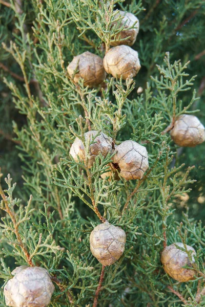 Hafifçe bulanık arkaplan (bokeh) üzerinde koni ile selvi dalı. Doğallık, sağlık, ve güney doğasının sıcaklığı. Botanik, aromaterapi ve peyzaj tasarımı ile ilgili konular için uygundur