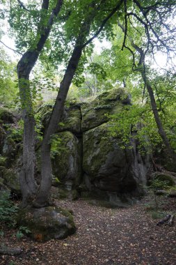 Arka planda yosun olan yeşil ağaçların güzel bir görüntüsü.