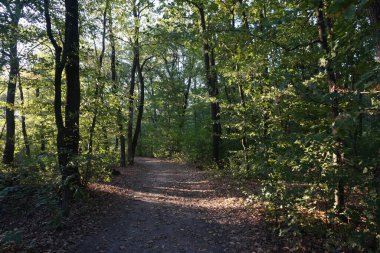 Sonbahar ormanlarında yol