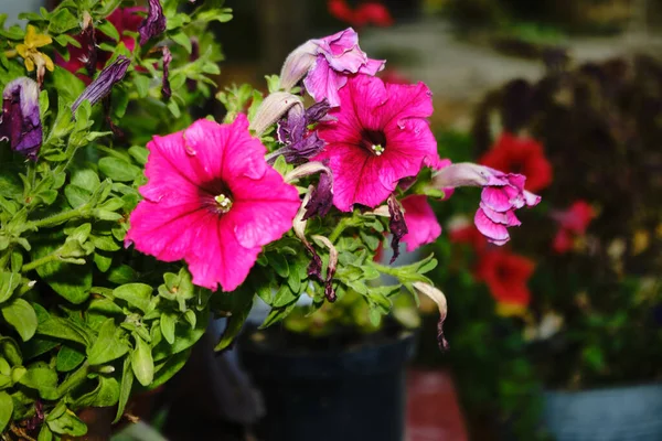 Bahçedeki saksıda açan parlak pembe petunya çiçeklerinin yakın çekimi. Canlı yapraklar ve yemyeşil yapraklar sıcak, güneşli bir günün özünü yakalar. Bahçe işleri ve doğa temalı projeler için mükemmeldir..