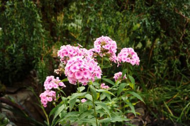 Pembe Phlox panikleten çiçek kümesinin yakın plan çekimi. Aynı zamanda bahçe fenikleri olarak da bilinir. Güneşli bir yaz gününde yemyeşil bir bahçede çiçek açarlar. Çiçekler çiçek açmış, narin taç yapraklarını ve parlak renklerini sergiliyorlar..