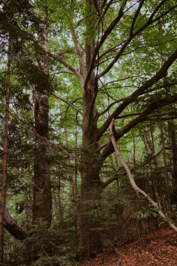 Eski, yıpranmış ahşap bir yapı, muhtemelen küçük bir baraj ya da kütüklerden yapılmış ve yeşil yosunlarla kaplı bir köy köprüsünün bir parçası. Sonbahar yaprakları ve yemyeşil bitki örtüsüyle çevrili bir ormanda, küçük bir derenin yanında yer alır..