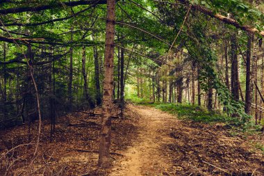 Yoğun, yemyeşil bir ormanda dolambaçlı toprak bir yol manzarası. Güneş gölgeliğin içinden süzülerek sakin sahneyi aydınlatıyor. Doğa, macera ve sükunet temaları için mükemmel..