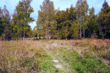 Güneşle sırılsıklam olmuş uzun ve kuru otların arasından kıvrılan dar bir yolun manzarası sık ve sessiz bir huş ağacına çıkıyor. Atmosfer sakin ve doğal, sonbaharın bittiğine dair bir ipucu var..